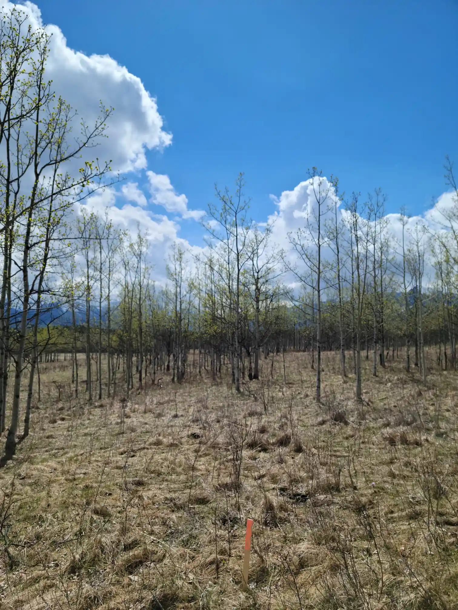 Photo of campsite B28